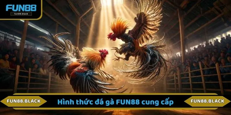 Hình thức đá gà FUN88 cung cấp