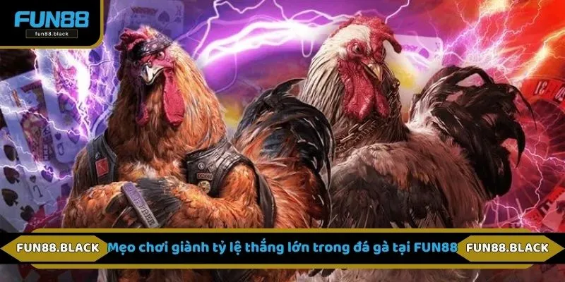 Mẹo chơi giành tỷ lệ thắng lớn trong đá gà tại FUN88