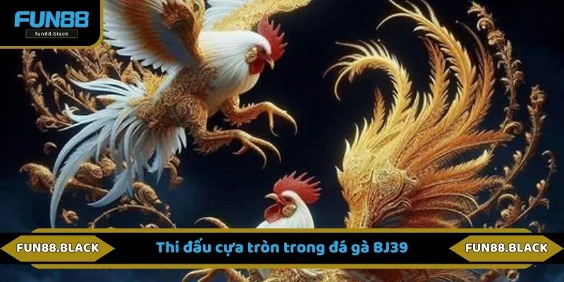 Thi đấu cựa tròn trong đá gà BJ39