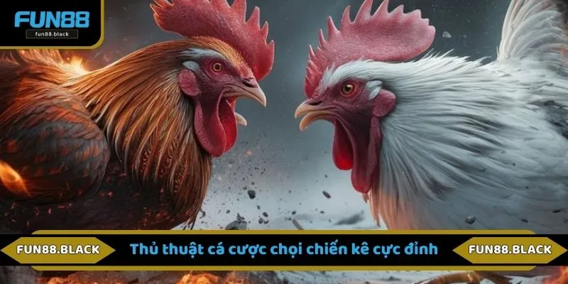 Thủ thuật cá cược chọi chiến kê cực đỉnh